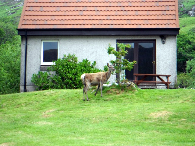 Deirdre the deer at Beithe Self Catering Cottage Rahoy Morvern Ardnamurchan on West Coast of Scotland