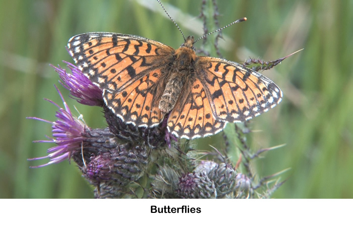 Butterflies seen on Rahoy Estate in West Highlands of Scotland