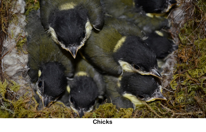 Chicks in nest on Rahoy Estate in West Highlands of Scotland