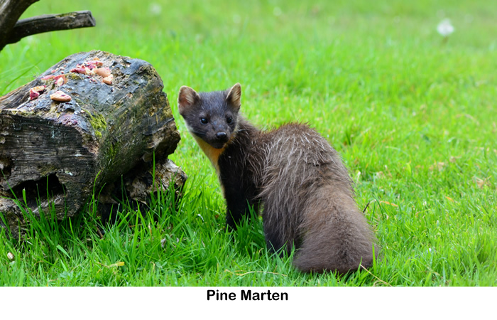Pine Marten seen on Rahoy Estate in West Highlands of Scotland