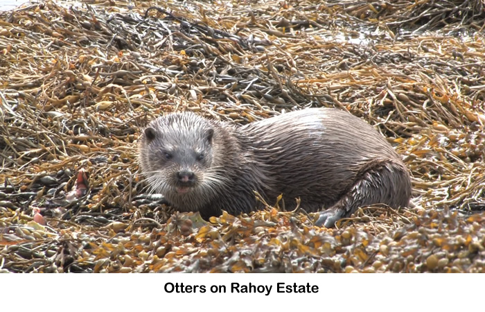 Otter seen on Rahoy Estate in West Highlands of Scotland