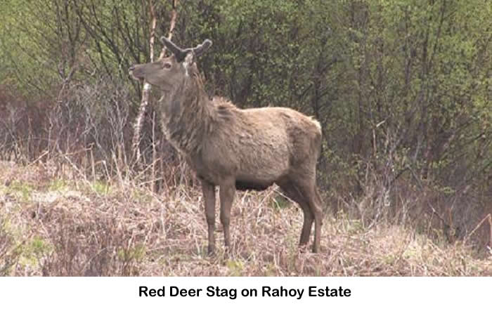 Red Deer on Rahoy Estate